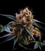 Acapulco Gold Feminisiert