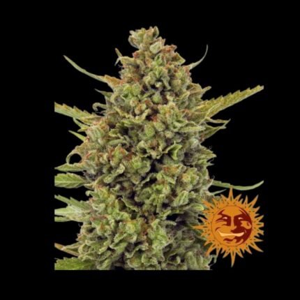 Barneys Farm Acapulco Gold