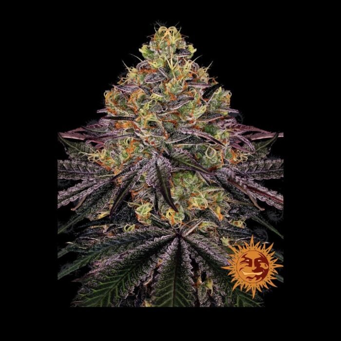 Barney's Farm Watermelon Zkittlez