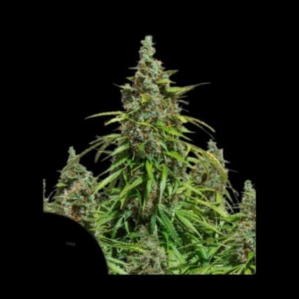 Dutch Passion Auto Mazar