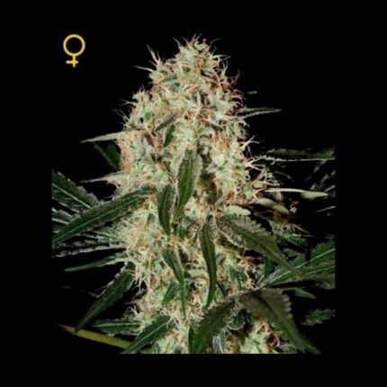 Green House Seeds Arjans Haze 3