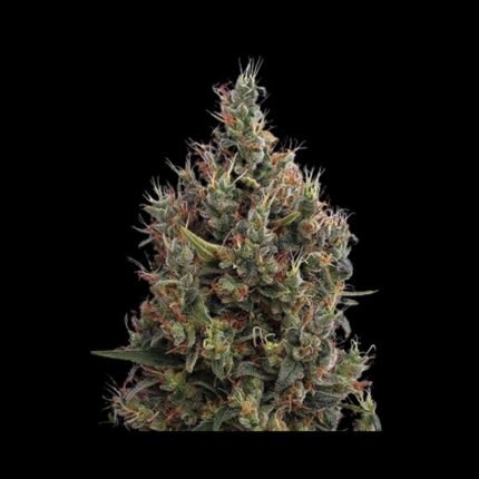 Green House Seeds Big Bang Autoflowering