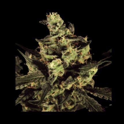 Green House Seeds Cheese