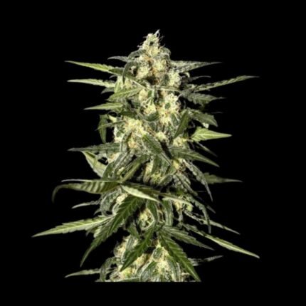 Green House Seeds Jack Herer Auto