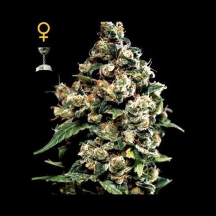 Green House Seeds Jack Herer