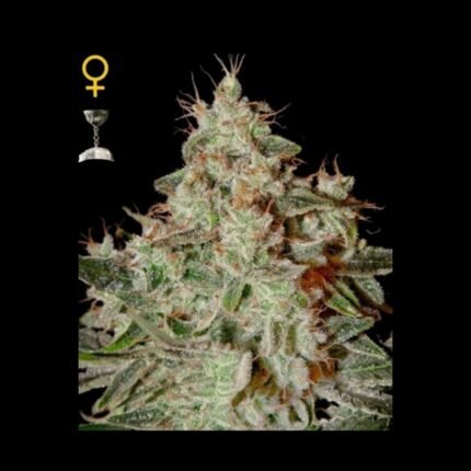 Green House Seeds Lemon Skunk