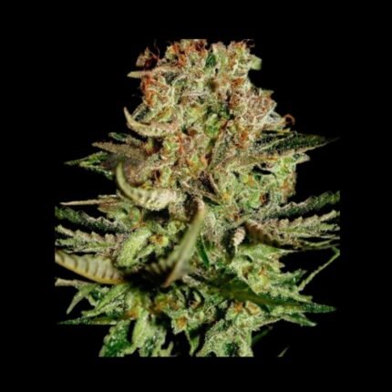 Green House Seeds Super Bud