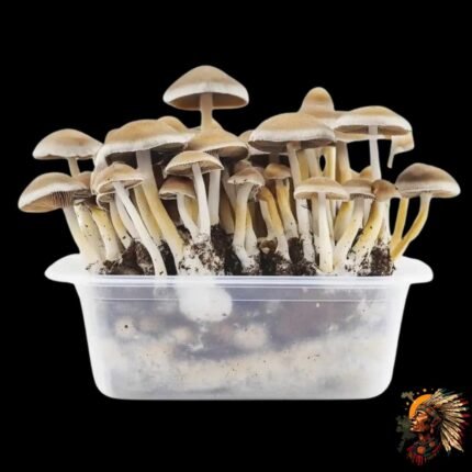 McKennaii Magic Mushroom Growkit