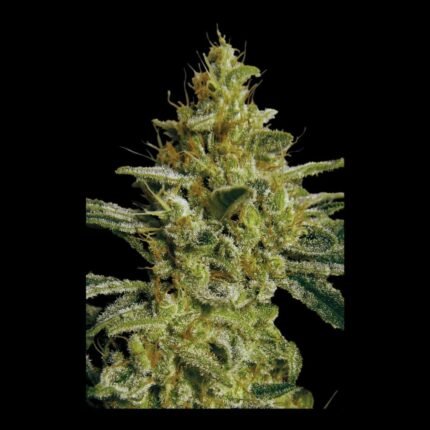 Paradise Seeds Allkush