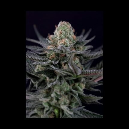 Paradise Seeds Caramba