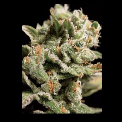 Paradise Seeds Dutch Dragon