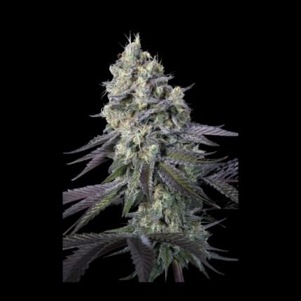 Paradise Seeds Purple Mints Main