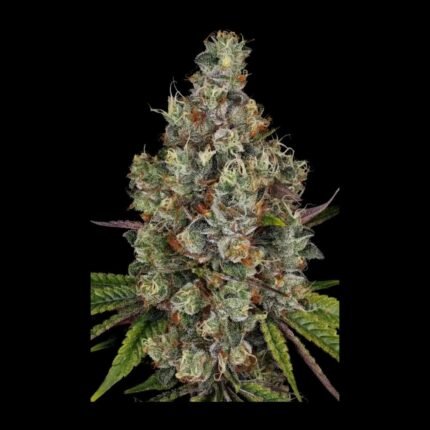 Paradise Seeds Rainbow Road