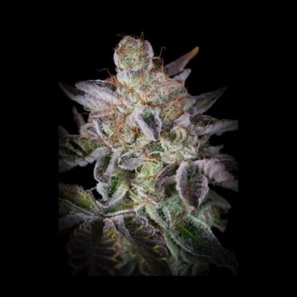 Paradise Seeds Sweetopia