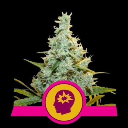 Royal Queen Seeds AMG Amnesia Mac Ganja - Hanfsamen