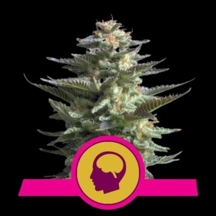 Royal Queen Seeds Amnesia Haze