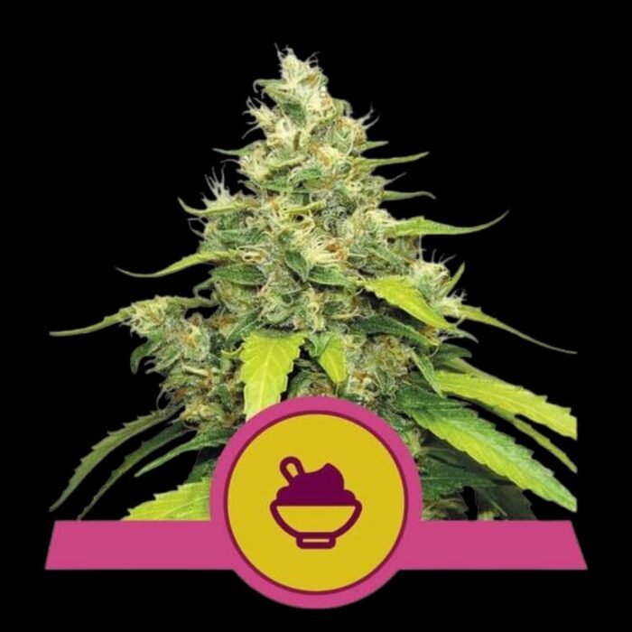Royal Queen Seeds Blue Gelato