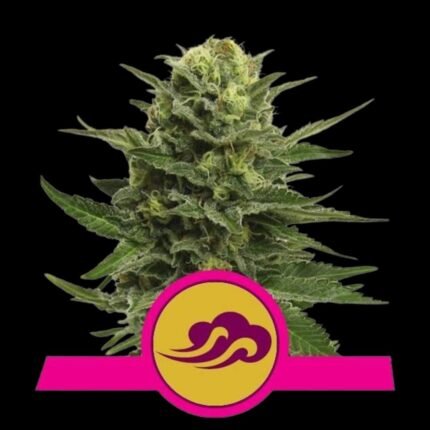 Royal Queen Seeds Blue Mystic