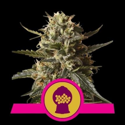 Royal Queen Seeds Bubblegum XL