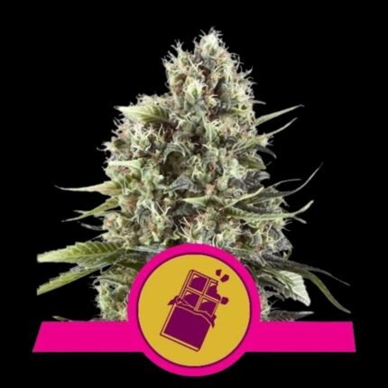 Royal Queen Seeds Chocolate Haze