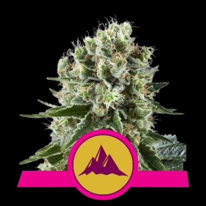 Royal Queen Seeds Critical Kush