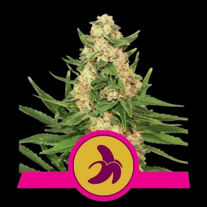 Royal Queen Seeds Fat Banana