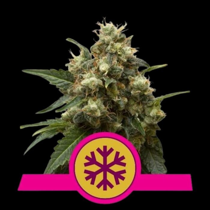Royal Queen Seeds Ice
