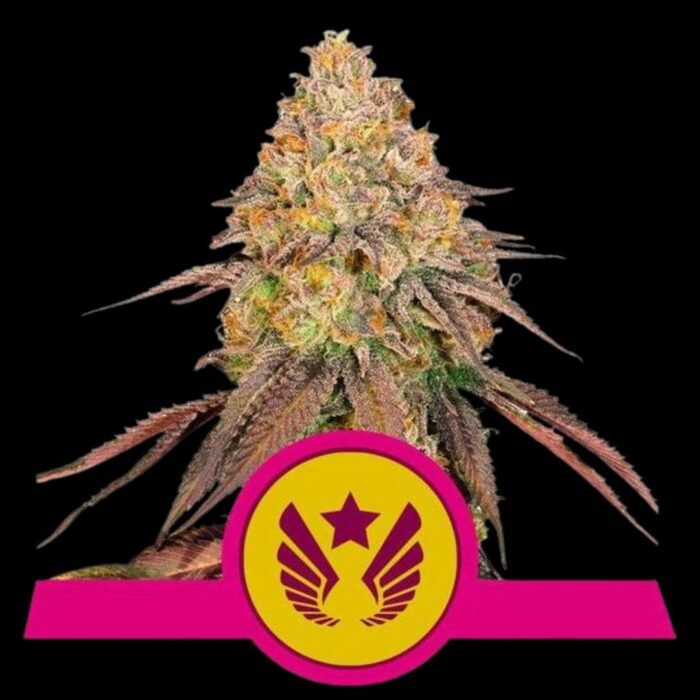 Royal Queen Seeds Legendary OG Punch