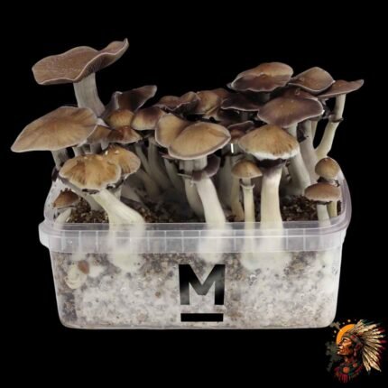 Magic Mushroom Growkit Thai