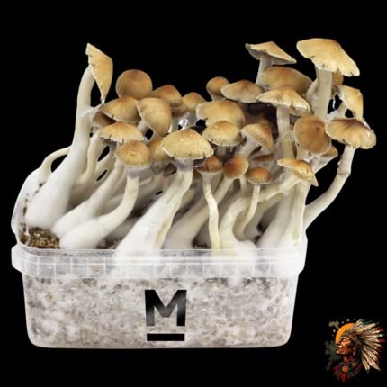 Cambodian Magic Mushroom Growkit - Kambodschanische Zauberpilze