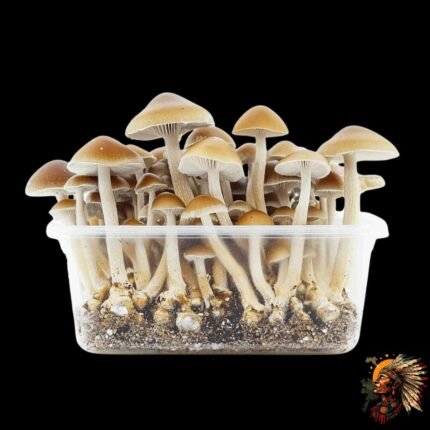 Mazatapec Magic Mushroom Growkit