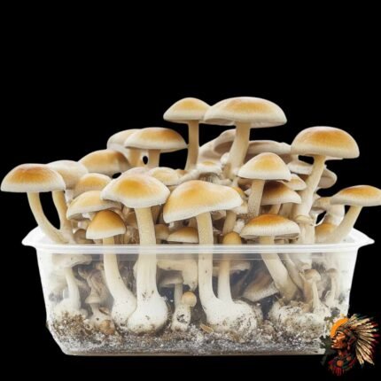 Mexican Magic Mushroom Grow Kit