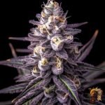 Cap Junky – Capulator x Seed Junky Genetics | US-Breeder Stecklinge