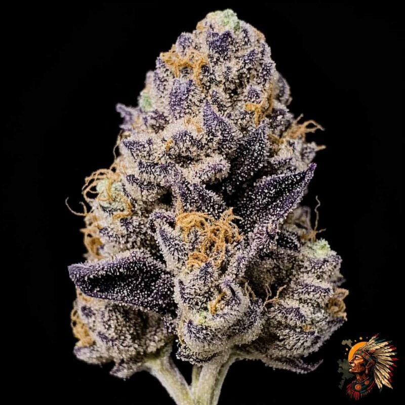 Cap Junky – Capulator x Seed Junky Genetics | US-Breeder Stecklinge