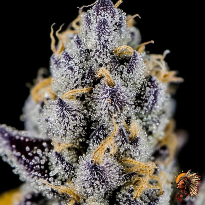 Cap Junky – Capulator x Seed Junky Genetics | US-Breeder Stecklinge