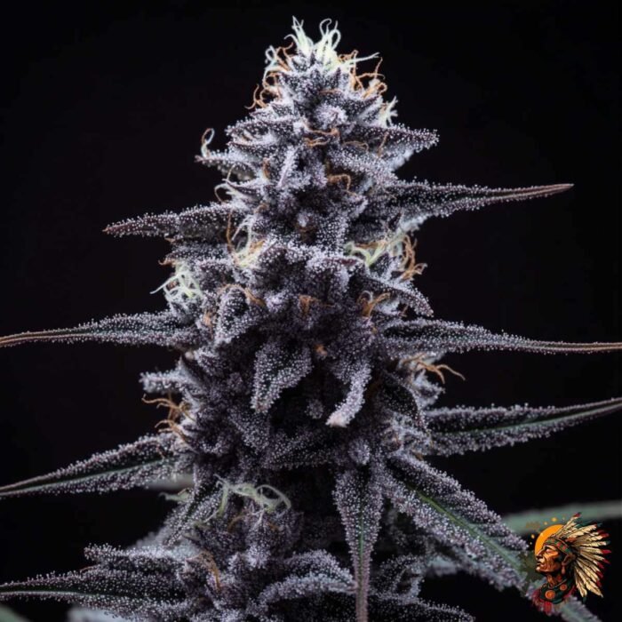 Cap Junky – Capulator x Seed Junky Genetics | US-Breeder Stecklinge