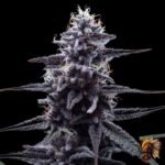 Cap Junky Strains