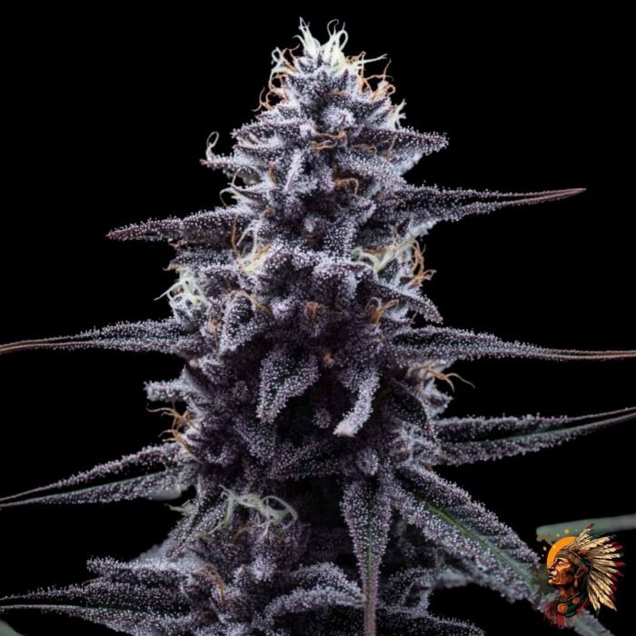 Cap Junky Strains