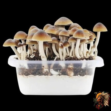 Magic Mushrooms Growkit B+