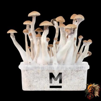 Treasure Coast Magic Mushrooms Growkit