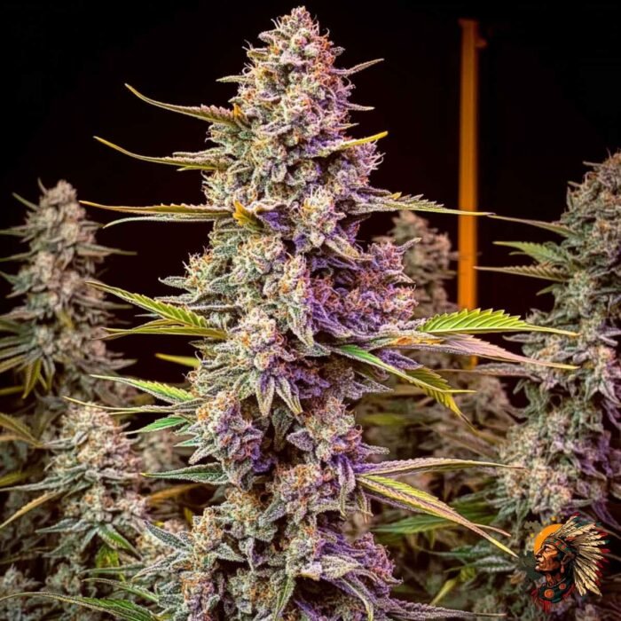 Wedding Cake - Seed Junky Genetics | US-Breeder Stecklinge