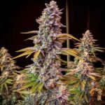 Wedding Cake - Seed Junky Genetics | US-Breeder Stecklinge