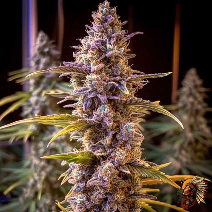 Wedding Cake - Seed Junky Genetics | US-Breeder Stecklinge