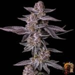 Colorado Nightshifter #11 Stecklinge