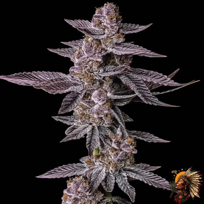 Colorado Nightshifter #11 Stecklinge