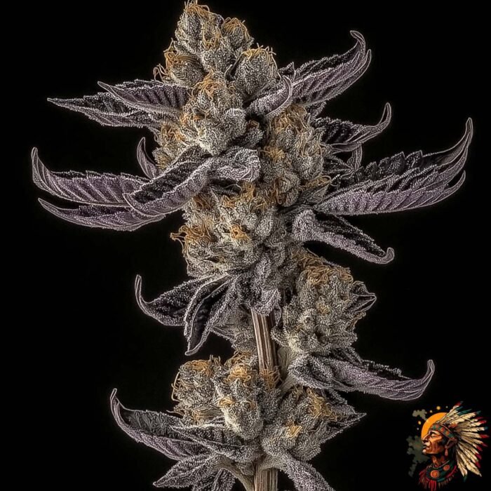 Colorado Nightshifter #11 - Cannabis Strains