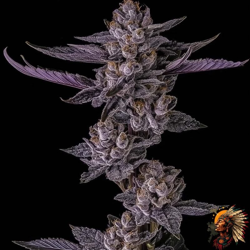 Colorado Nightshifter #11 Strains