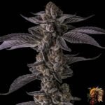 Colorado Nightshifter #11 - Cannabis Strains