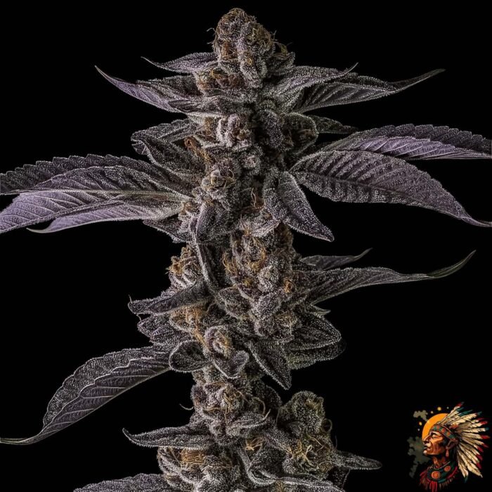 Colorado Nightshifter #11 - Cannabis Strains