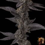 Colorado Nightshifter #11